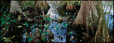 Large bald cypress roots and knees. Everglades  National Park (Panoramic color)