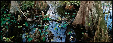 Large bald cypress roots and knees. Everglades  National Park (Panoramic color)