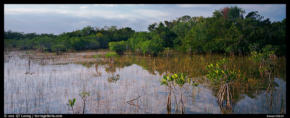 Mixed Marsh landscape with mangroves. Everglades National Park (color)