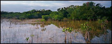 Mixed Marsh landscape with mangroves. Everglades  National Park (Panoramic color)