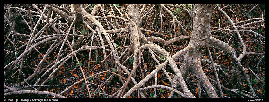 Tangle of mangrove roots and branches. Everglades  National Park (color)