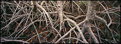 Tangle of mangrove roots and branches. Everglades  National Park (Panoramic color)