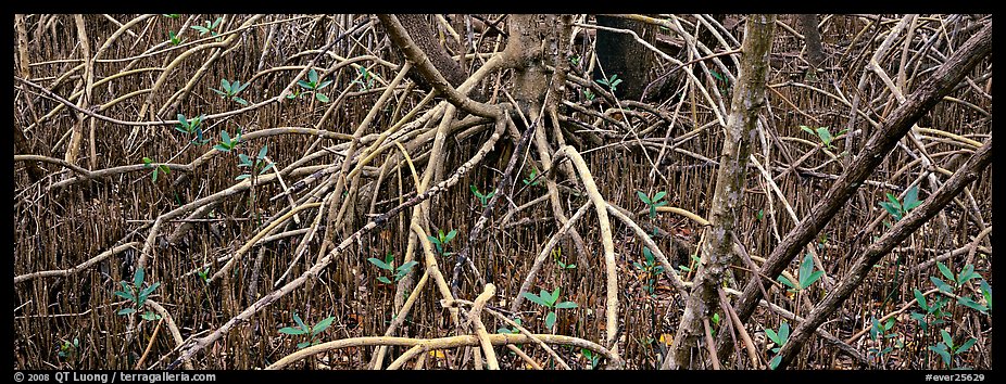 Mangrove floor. Everglades  National Park (color)