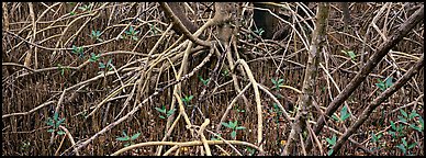 Mangrove floor. Everglades National Park (Panoramic color)