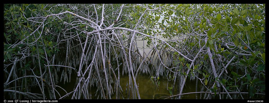 Mangrove landscape. Everglades  National Park (color)