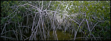 Mangrove landscape. Everglades National Park (Panoramic color)