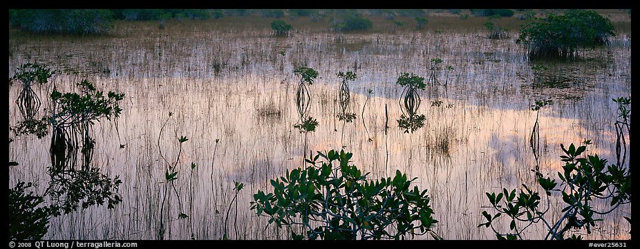 Mangroves and reflections. Everglades National Park (color)