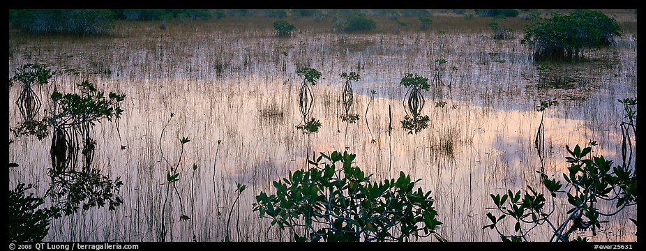 Mangroves and reflections. Everglades National Park (color)