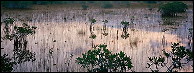 Mangroves and reflections. Everglades National Park (Panoramic color)