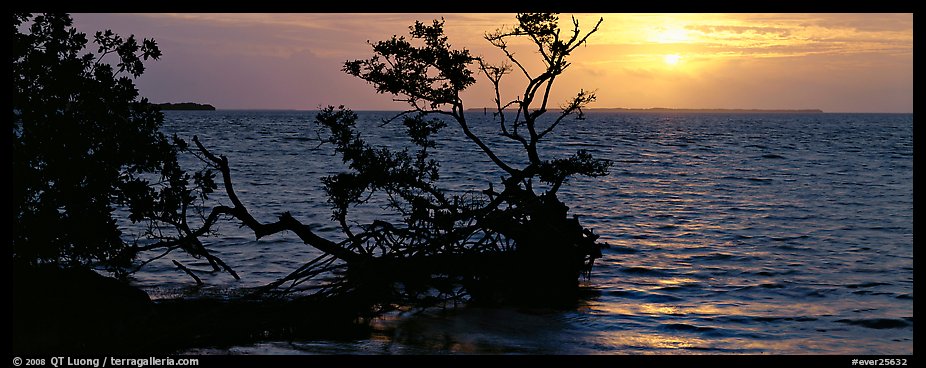 Mangroves and sunrise over Florida Bay. Everglades National Park (color)