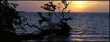 Mangroves and sunrise over Florida Bay. Everglades  National Park (Panoramic color)