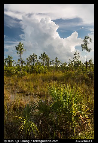 Palmetto, pines, and summer afternoon clouds. Everglades National Park, Florida, USA.