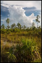 Palmetto, pines, and summer afternoon clouds. Everglades National Park, Florida, USA. (color)