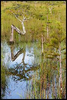 Old cypress shaped like letter Z. Everglades National Park ( color)