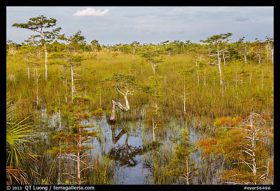 Cypress landscape with Z-tree. Everglades National Park (color)