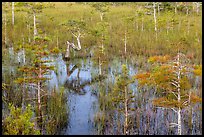 Dwarf cypress and N-shaped tree. Everglades National Park ( color)