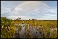 Double rainbow over dwarf cypress forest. Everglades National Park, Florida, USA. (color)