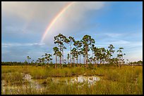 Rainbow over pine trees near Mahogany Hammock. Everglades National Park, Florida, USA. (color)