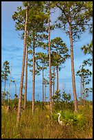 Great white heron amongst pine trees. Everglades National Park ( color)