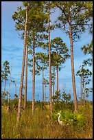 Great white heron amongst pine trees. Everglades National Park, Florida, USA. (color)