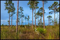 Pinelands with great white heron. Everglades National Park, Florida, USA. (color)