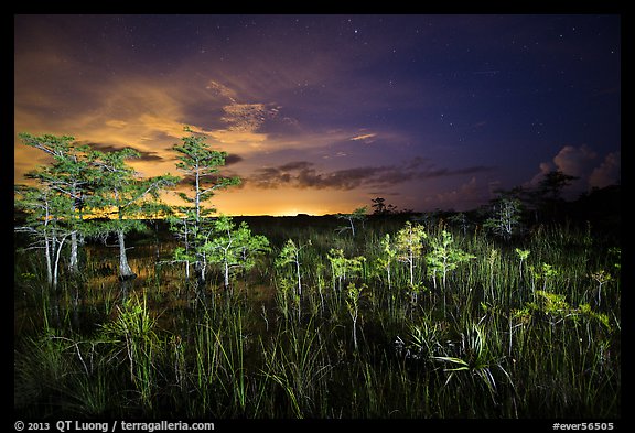 Dwarf cypress at night, Pa-hay-okee. Everglades National Park (color)