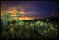 Dwarf cypress at night, Pa-hay-okee. Everglades National Park ( color)