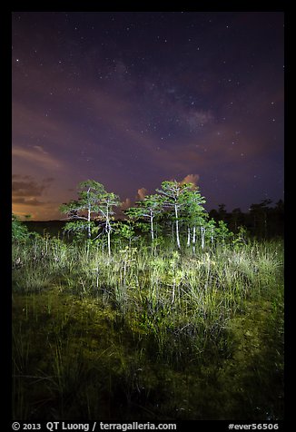 Dwarf cypress and stars at night, Pa-hay-okee. Everglades National Park (color)