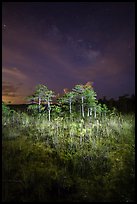 Dwarf cypress and stars at night, Pa-hay-okee. Everglades National Park, Florida, USA.