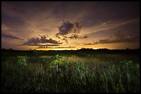 Sawgrass and dwarf cypress at night. Everglades National Park ( color)