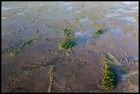 Aerial view of freshwater marl prairie. Everglades National Park, Florida, USA. (color)