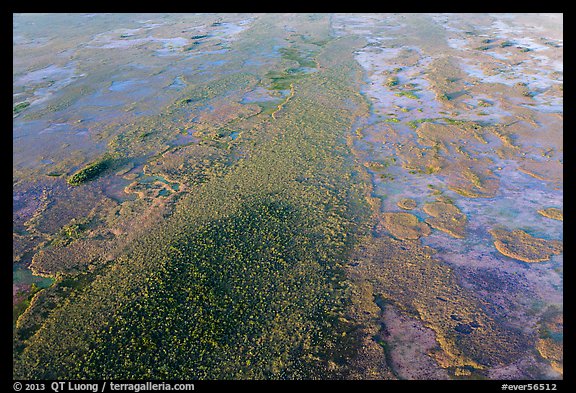 Aerial view of hardwood hammock. Everglades National Park (color)