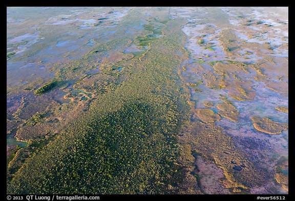 Aerial view of hardwood hammock. Everglades National Park, Florida, USA.