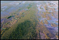 Aerial view of hardwood hammock. Everglades National Park, Florida, USA. (color)