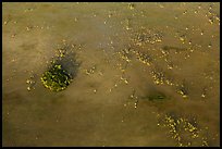 Aerial view of cypress trees and a cypress dome. Everglades National Park, Florida, USA. (color)