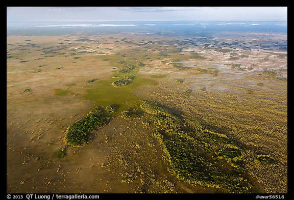 Aerial view of marsh with cypress. Everglades National Park (color)