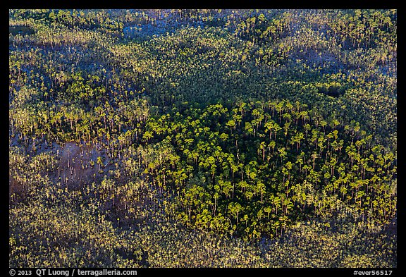 Aerial view of pine trees. Everglades National Park (color)