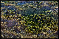 Aerial view of pine trees. Everglades National Park, Florida, USA. (color)