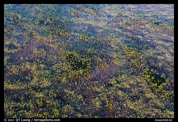 Aerial view of pineland. Everglades National Park (color)