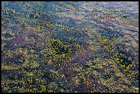 Aerial view of pineland. Everglades National Park, Florida, USA. (color)