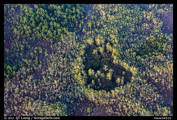 Aerial view of a cypress hole. Everglades National Park, Florida, USA.