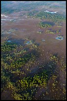 Aerial view of cypress and pines. Everglades National Park, Florida, USA. (color)