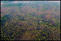 Aerial view of pine forest. Everglades National Park, Florida, USA. (color)