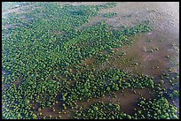 Aerial view of mangroves. Everglades National Park ( color)