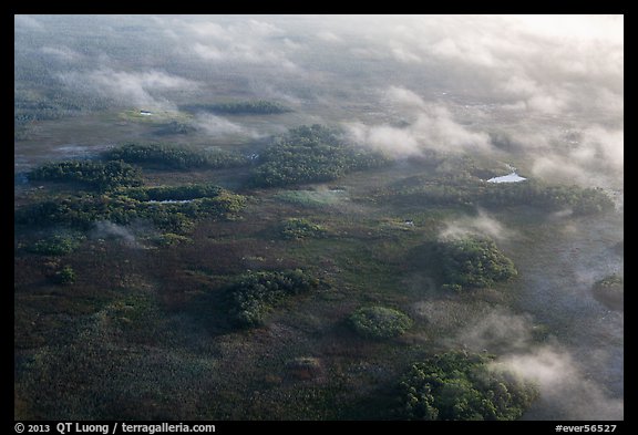 Aerial view of subtropical marsh, trees, and fog. Everglades National Park (color)