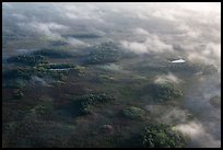Aerial view of subtropical marsh, trees, and fog. Everglades National Park, Florida, USA. (color)
