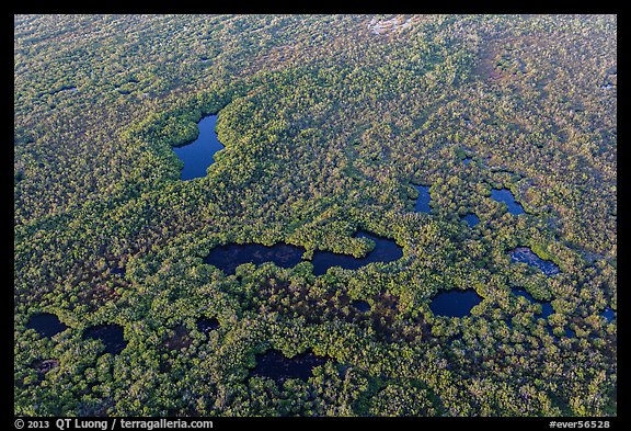 Aerial view of mangroves and ponds. Everglades National Park (color)