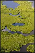 Aerial view of coastal mangrove forests. Everglades National Park, Florida, USA. (color)
