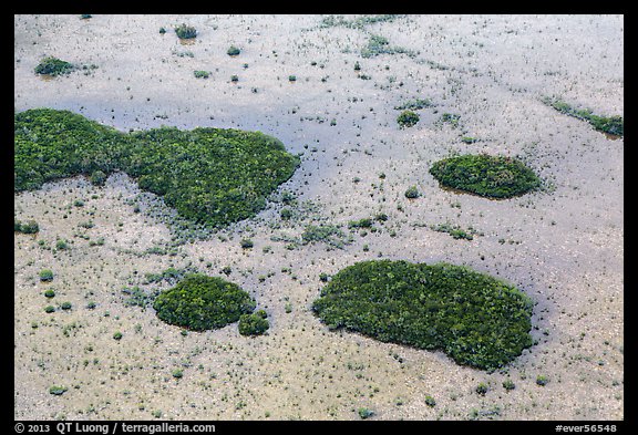 Aerial view of mangroves and cypress. Everglades National Park (color)