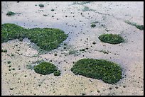 Aerial view of mangroves and cypress. Everglades National Park, Florida, USA. (color)